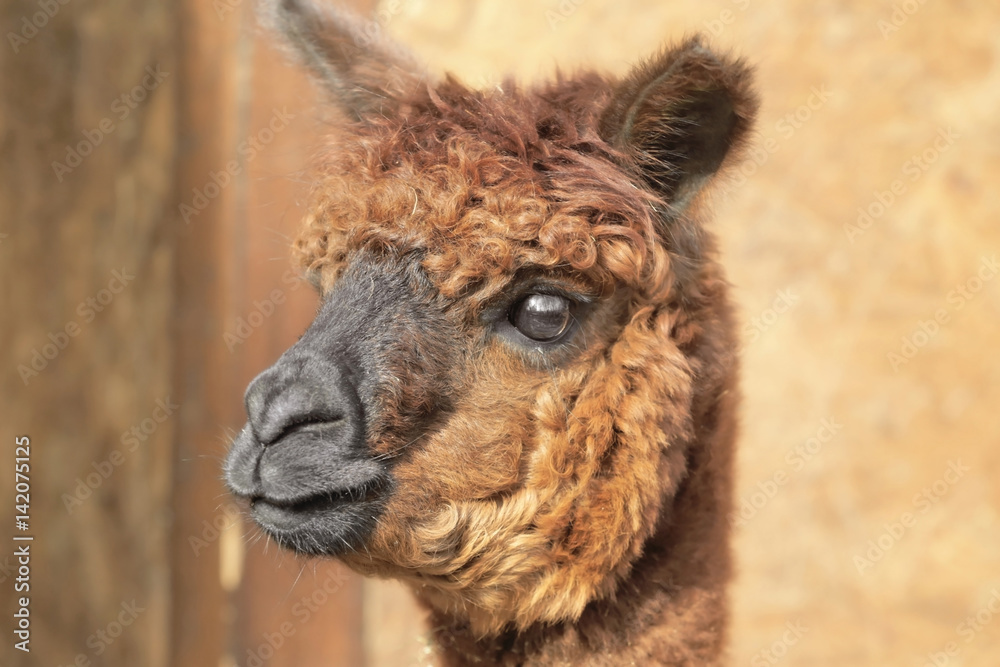 Cute funny alpaca in zoological garden, closeup