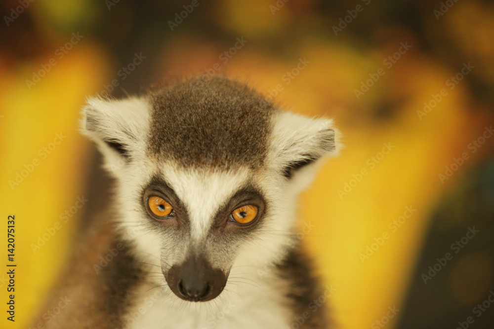Obraz premium Cute funny ring-tailed lemur on blurred background, closeup