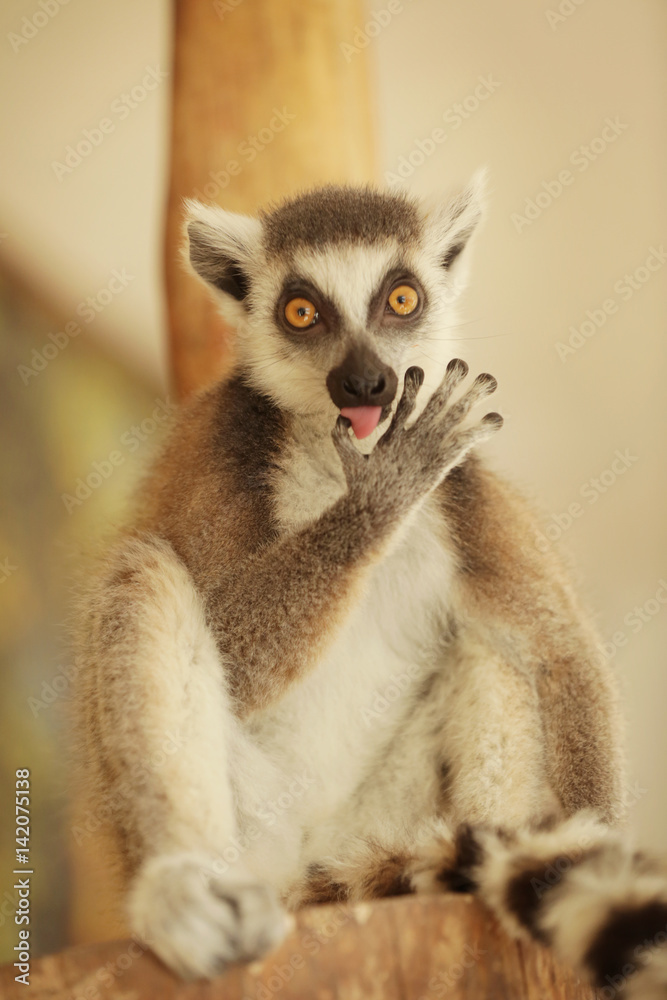 Obraz premium Cute funny ring-tailed lemur in zoological garden