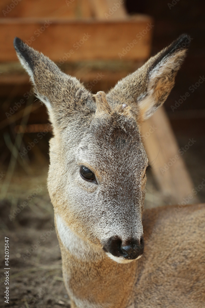 Cute funny deer in zoological garden, closeup Cute funny deer in zoological garden, closeup
