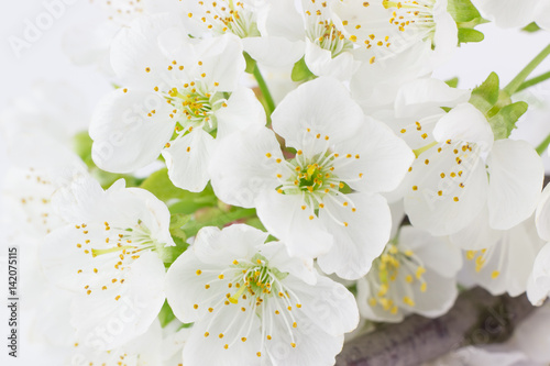 Close-up di fiori bianchi di prugno photo