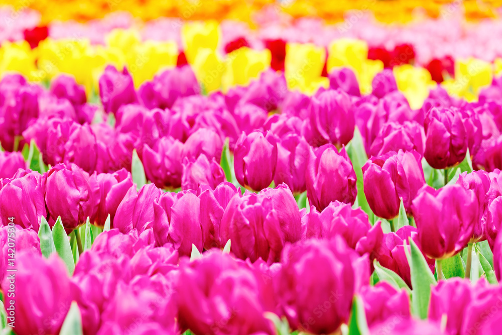 Obraz premium Tulips garden