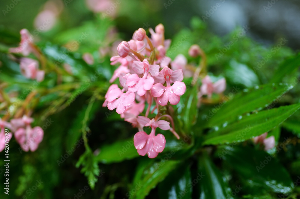pink flower near water fall pink flower near water fall