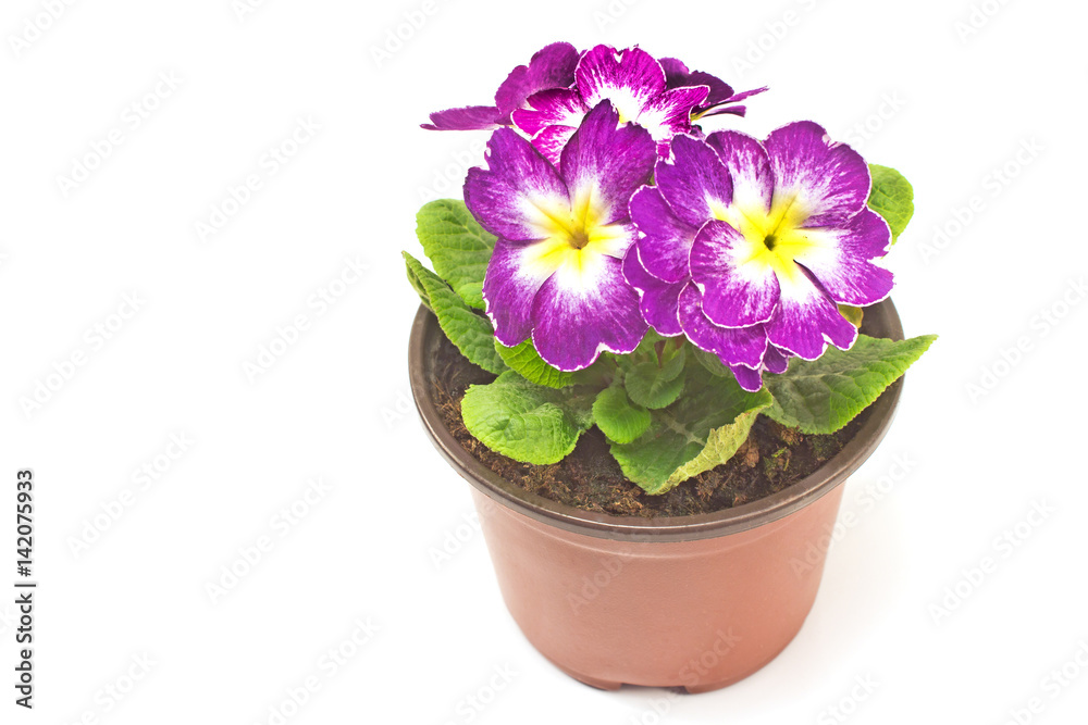 Primula primrose purple flower isolated on white Primula primrose purple flower isolated on white