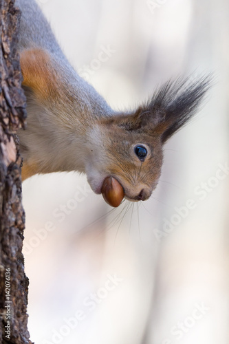 squirrel on a tree
