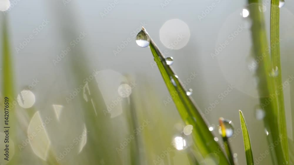 Fresh green spring grass with dew drops closeup. Fresh green spring grass with dew drops closeup.