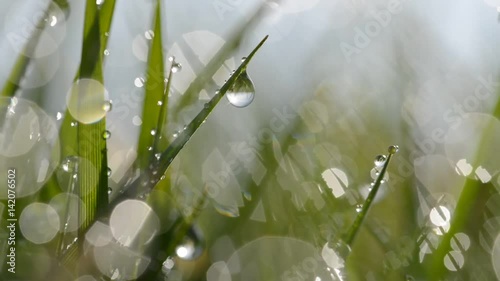 Fresh green spring grass with dew drops closeup.