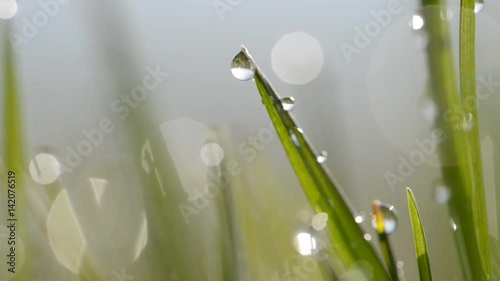 Fresh green spring grass with dew drops closeup.