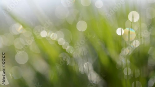 Defocused green abstract nature background with bokeh lights.