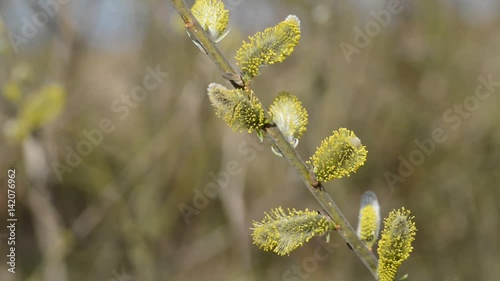 Pussy willow branches (Salix caprea) in early spring.  photo