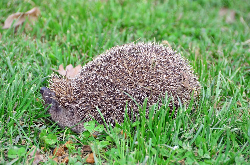 Dead Hedgehog on grass at garden Dead Hedgehog on grass at garden