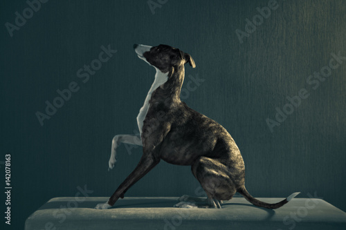 Fotografie, Tablou Elegant greyhound dog sits on the coach on dark background