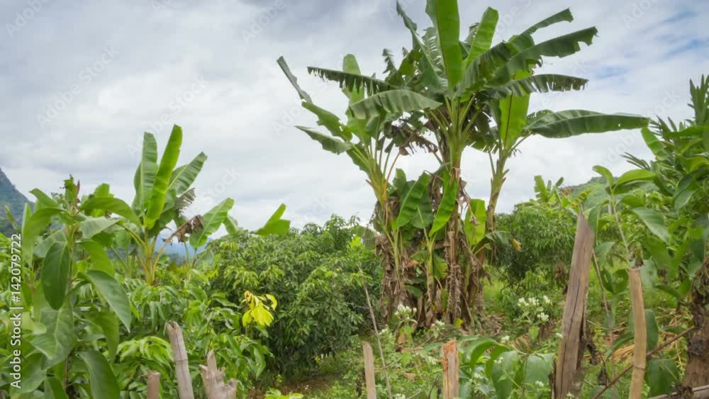 Banana palms farm slider timelapse Banana palms farm slider timelapse
