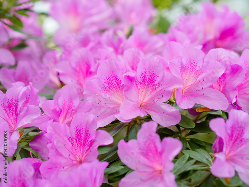 Floral background with purple flower of rhododendron.