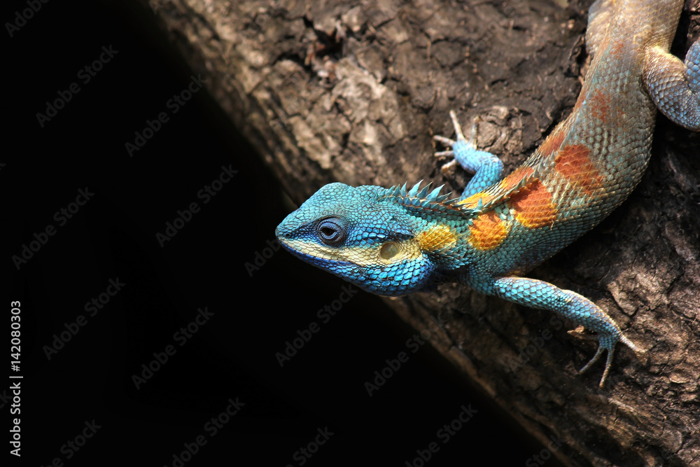 Naklejka premium blue lizard chameleon