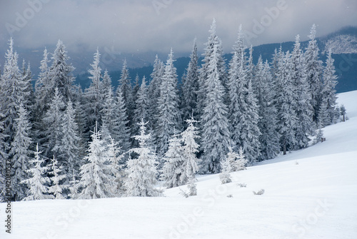 Dramatic wood in mountains after snowfall