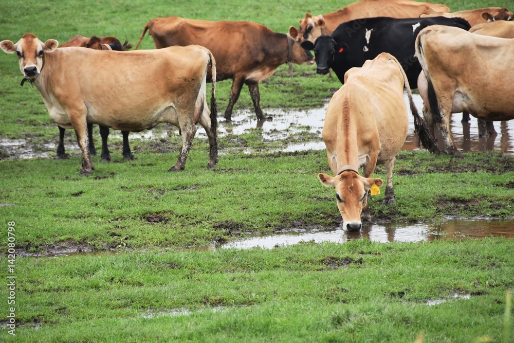 Dairy Cattle Dairy Cattle