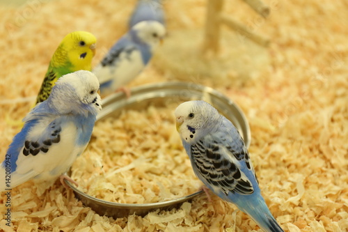 インコ