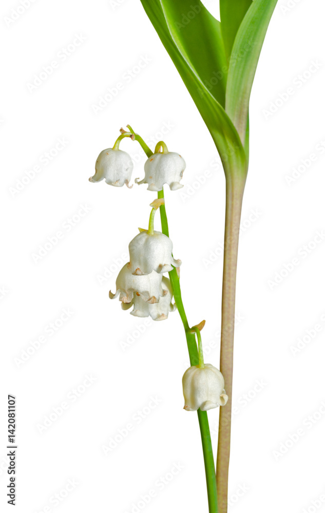 Fototapeta premium Flowers of May lily 8