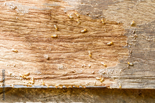 selective focus on the group of termites on the wood floor