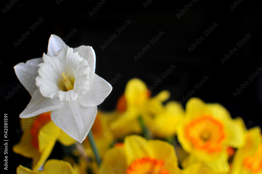 Yellow and white Narcissus flowers isolated on black