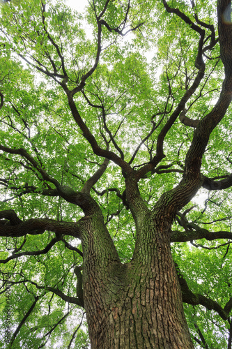 A big tree with luxuriant foliage