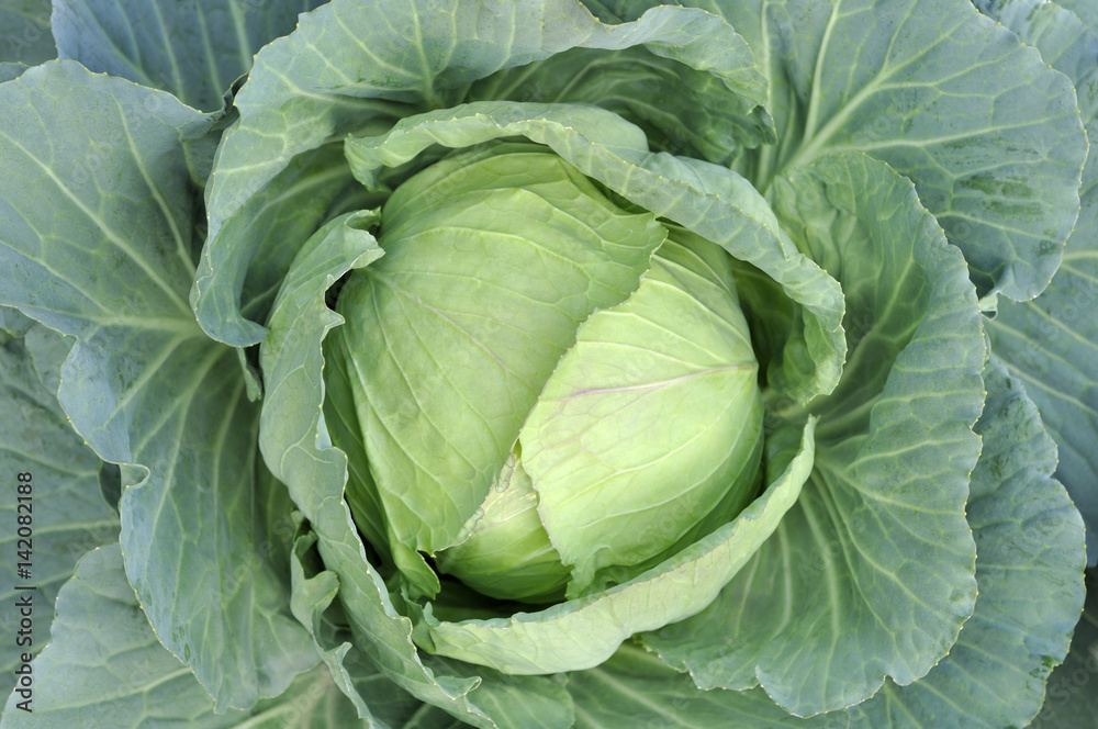 Fototapeta premium Cabbage in the garden