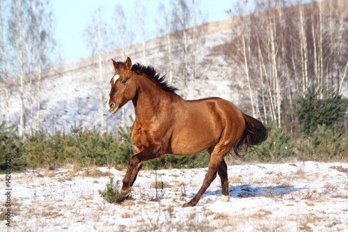 Beautiful horse galloping in winter