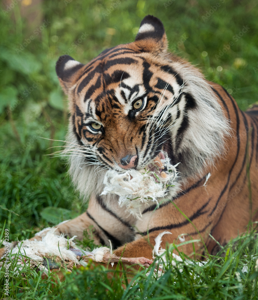 Fototapeta premium Tiger feeding