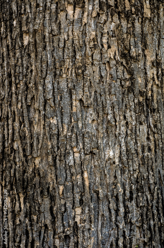 Obraz premium Old Wood Tree Texture Background Pattern