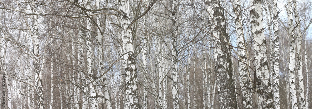 Fototapeta trunks of birch trees with white bark