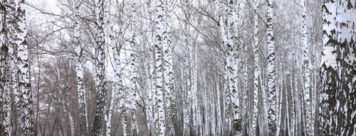 trunks of birch trees with white bark