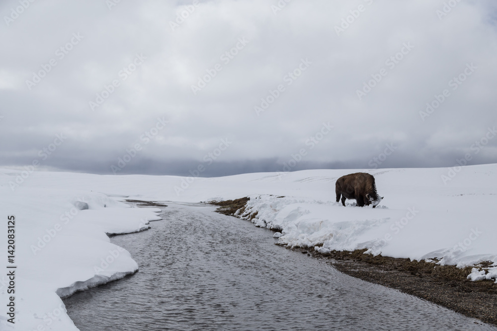 Snowy american bison in winter landscape