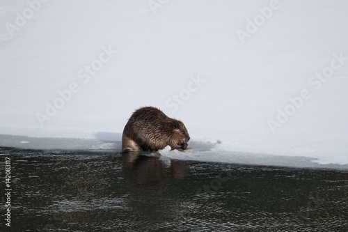 North American beaver at Yellowstone river. photo