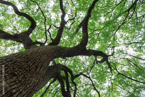 A big tree with luxuriant foliage