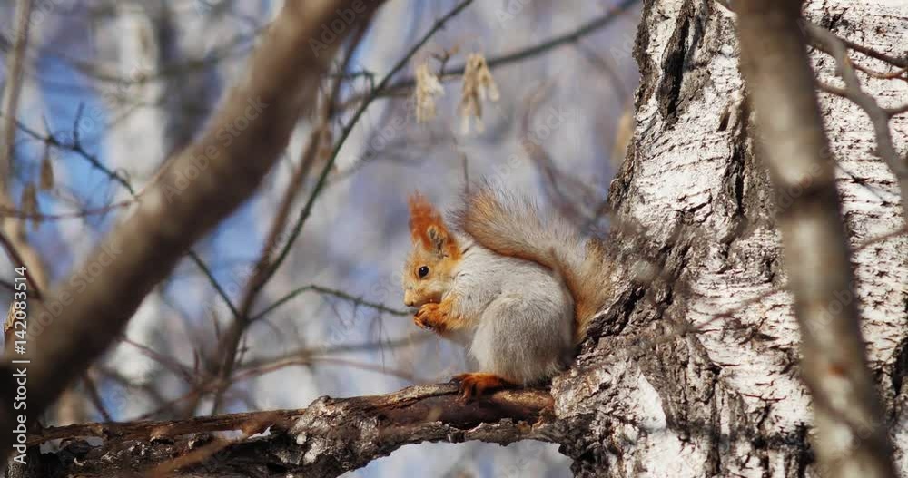 squirrel squirrel