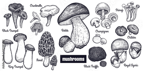 Vintage engravings mushrooms big set.