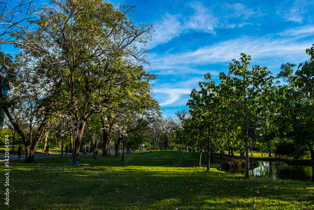 Obraz premium Sun light on green park and meadow