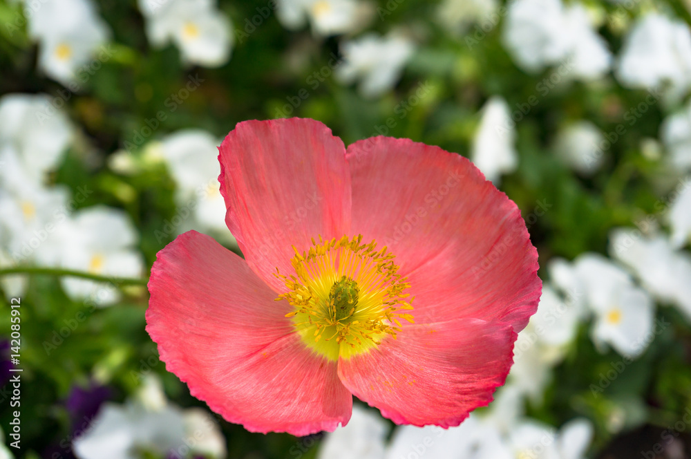 Blooming pink poppy flower