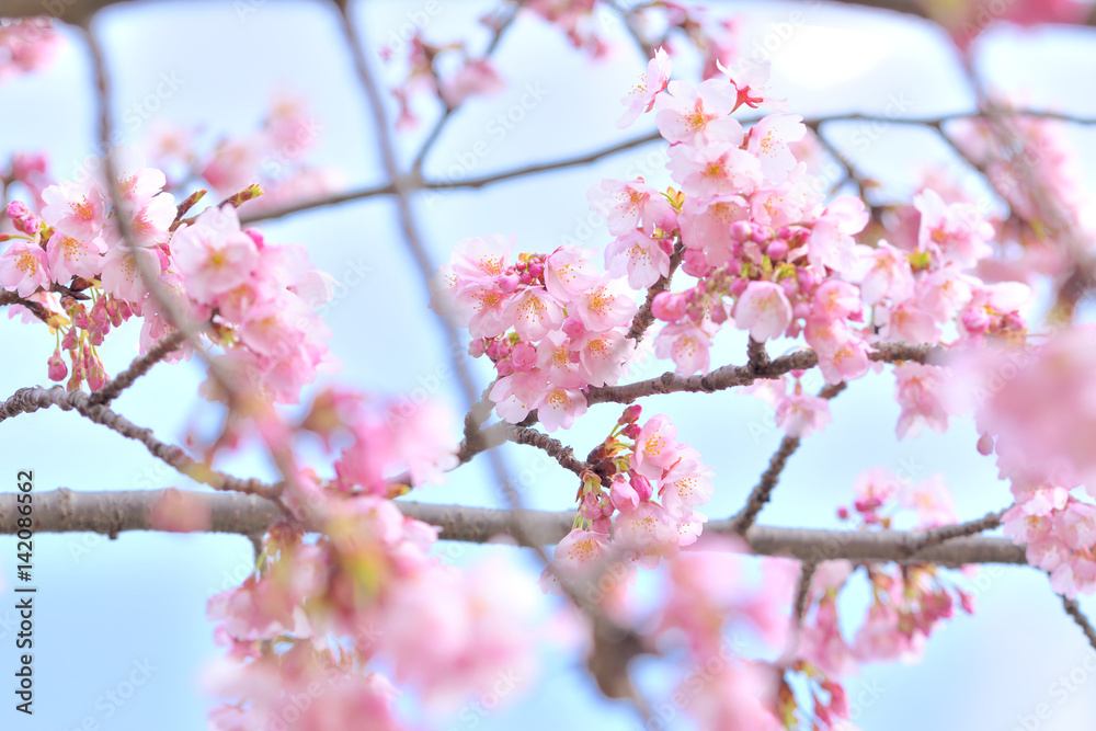 sakura in Japan sakura in Japan