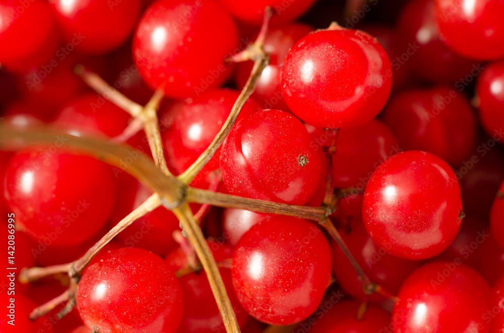 red viburnum red viburnum