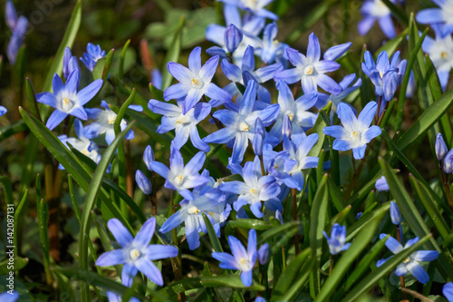 Fototapeta Naklejka Na Ścianę i Meble -  blue Scilla in spring