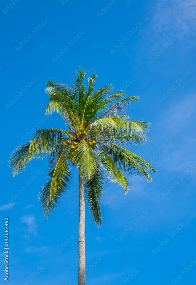 Coconut tree over blue sky . Coconut tree over blue sky .