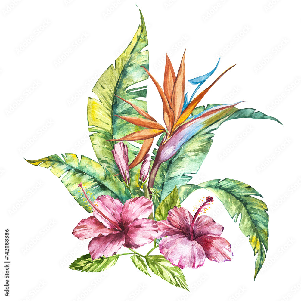 Obraz premium Watercolor isolated illustration of a pink hibiscus and leaves, Strelitzia reginae, tropical flower composition
