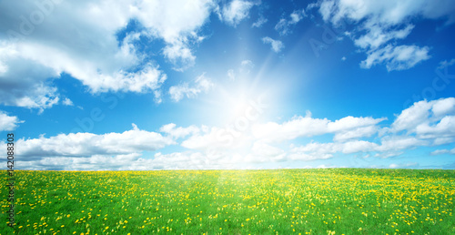 Field with yellow dandelions and blue sky