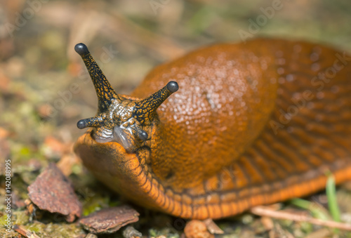 Macro photo of an Arion slug photo