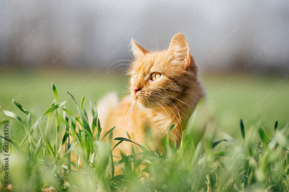 Fototapeta premium Cat in the Green Grass. Fluffy Red Cat with Yellow Eyes