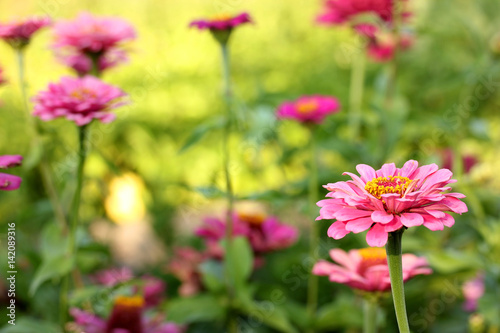 Beautiful Zinnia flowers blooming