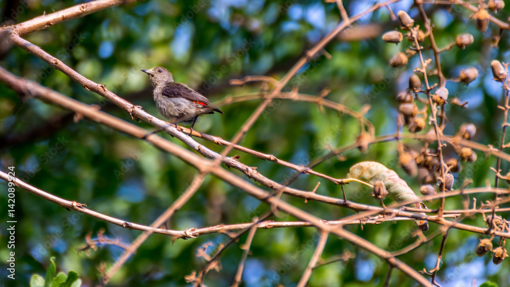 Bird (Scarlet-backed Flowerpecker) on a tree Bird (Scarlet-backed Flowerpecker) on a tree
