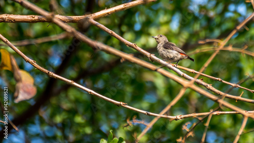 Bird (Scarlet-backed Flowerpecker) on a tree photo